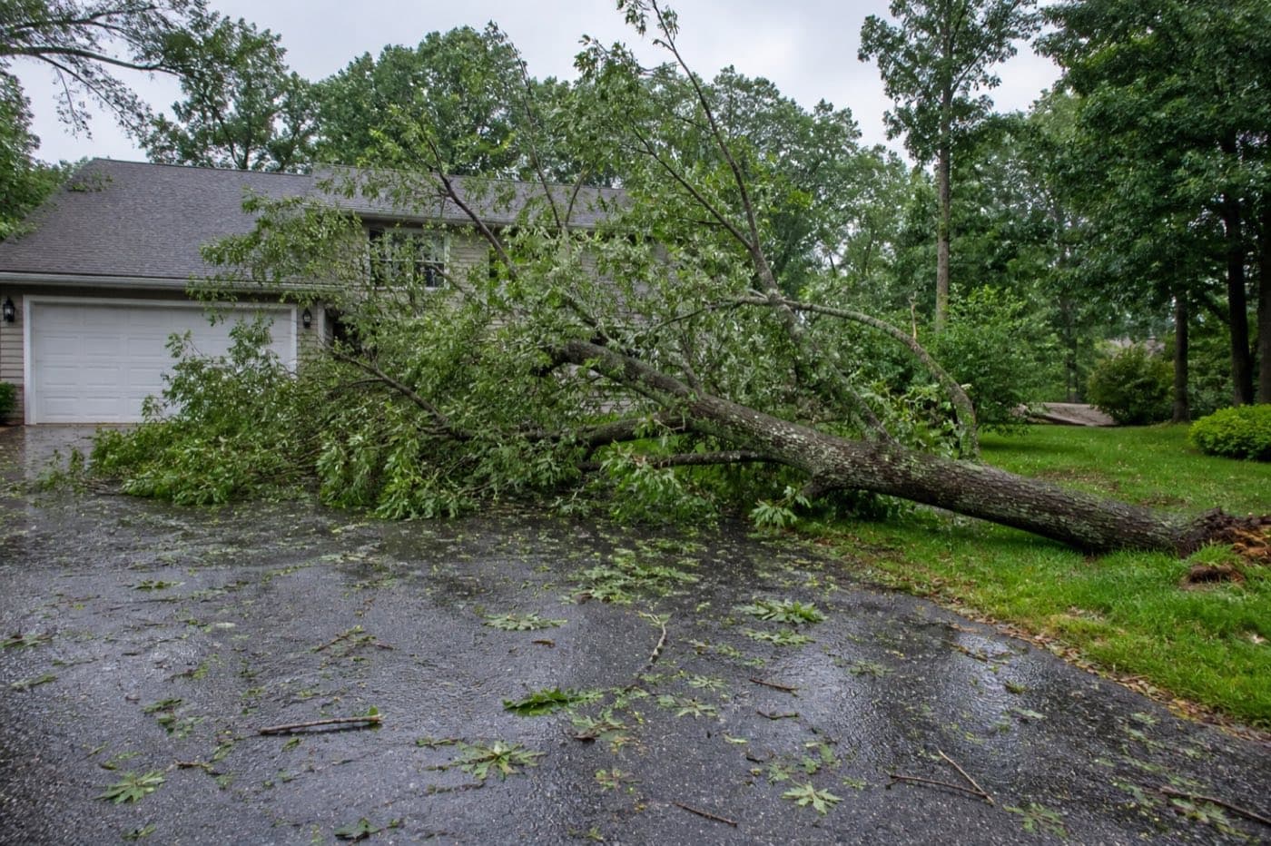 Storm damage and fallen-tree emergencies